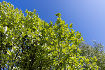 deciduous trees in the spring season in sunny weather