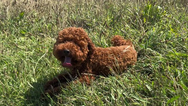 Red toy poodle lying in green grass, slow motion. Happy dog resting outside