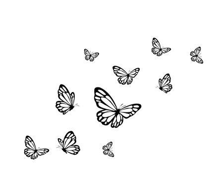 Fototapeta butterflies  black set design