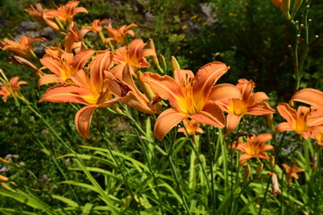 orange tiger lilies