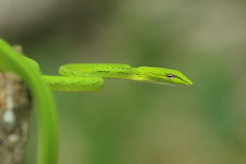 shoot snake / Asian vine snake / green snake / charming green snake