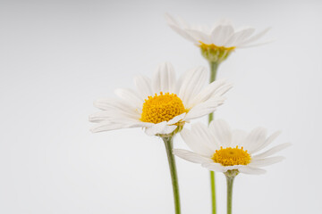 chamomile flower beautiful and delicate on white background. chamomile or daisies isolated on white background with clipping path.	
