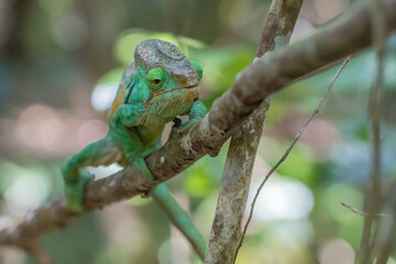 Naklejka na ściany i meble Chameleon from Madagascar on a branch