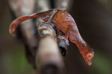 Satanic Leaf Tailed Gecko (Uroplatus phantasticus) in the wild