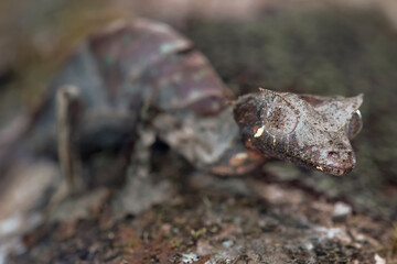 Satanic Leaf Tailed Gecko (Uroplatus phantasticus)