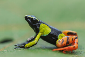 Madagascar poison frog (Mantella baroni)