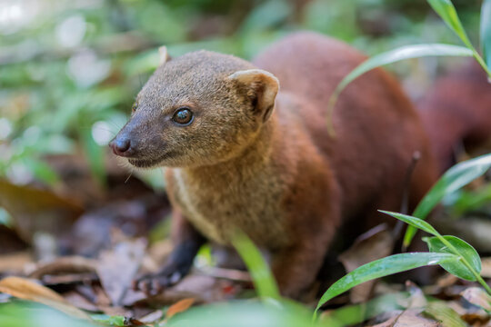 Ring-tailed mongoose (Galidia elegans)