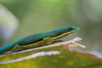 Madagascar day gecko (Phelsuma) in the wild