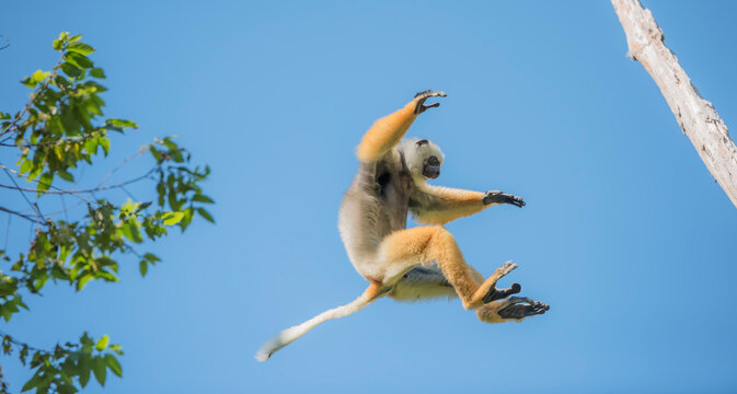 Diademed sifaka (Propithecus diadema) in the wild jumping