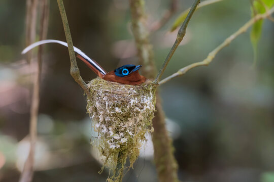 Malagasy paradise flycatcher (Terpsiphone mutata) in the wild