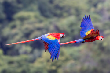 Scarlet Macaws Manuel Antonio Costa Rica