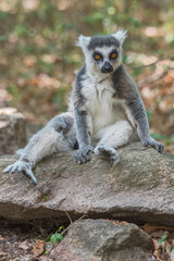 Ring tailed lemur (Lemur catta) in the wild
