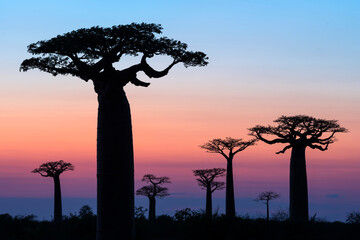 Fototapeta na wymiar Madagascar Baobabs in Baobab Avenue