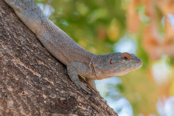 Lizard from Madagascar on a tree