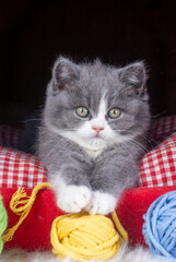 British bicolor kitten, grey and white cute cat