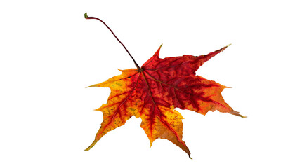 Autumn maple leaf On Transparent Background Ai Generated