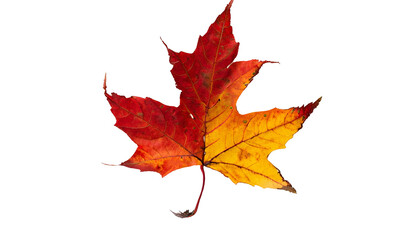 Autumn maple leaf On Transparent Background Ai Generated