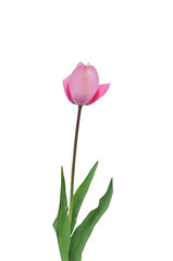 Single pink tulip, isolated design element in png format..