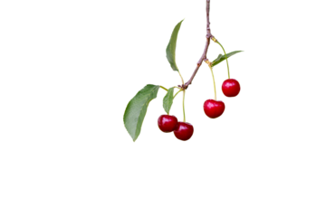 Red cherries hanging on cherry tree branch, with a soft bokeh background. Close up.