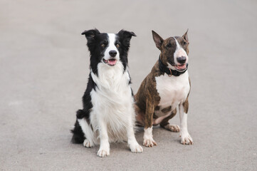 Black and white border collie and brindle bull terrier sit on a walk. 