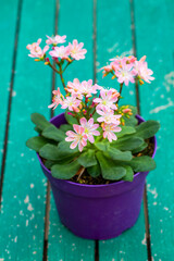Blooming flowers with dew flowers and green leaves，Lewisia cotyledon - lewisia elise