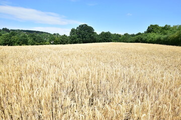 field of wheat