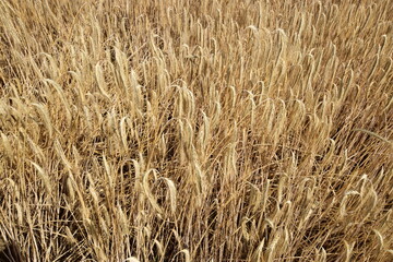 field of ripe wheat - golden harvest