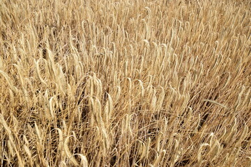 field of ripe wheat - golden harvest