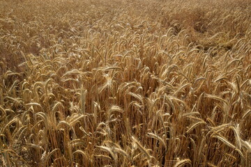 field of ripe wheat - golden harvest