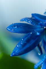 Blue snowdrop flower in water drops close up macro - 622625677
