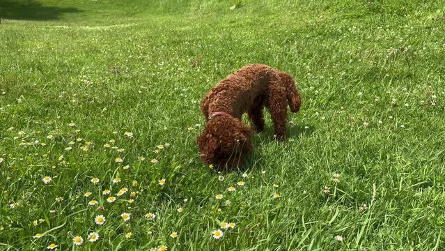 Red toy poodle eating  green grass, slow motion. Сhews chamomile. Happy dog resting outside
