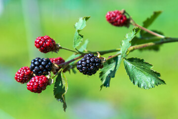 Red and black berries on twig in nature