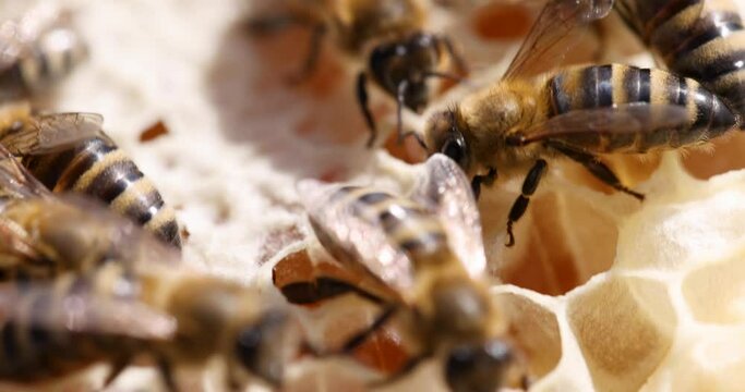 Many bees on honey combs 4k movie. Healthy lifestyle beekeeping concept