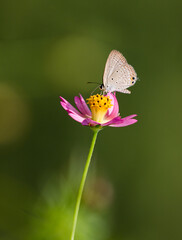  A small butterfly on Wild Cosmos flower