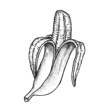 Sketch image of isolated peeled banana. Vector