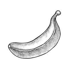 Isolated banana sketch or vector tropical fruit