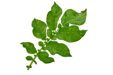 Potato leaf, isolated on white background.