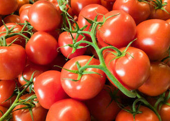 Harvested fresh appetizing tomatoes with twigs
