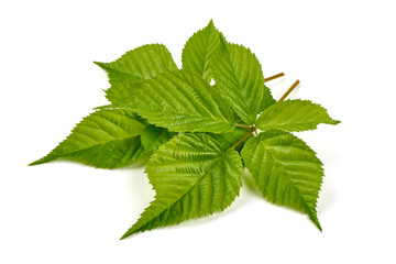 Raspberry branch, isolated on white background.