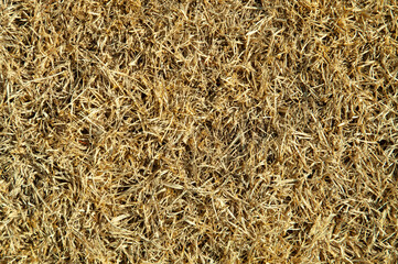 spring yellow western grass field