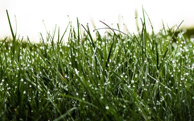 Nasser Rasen / Wet Lawn