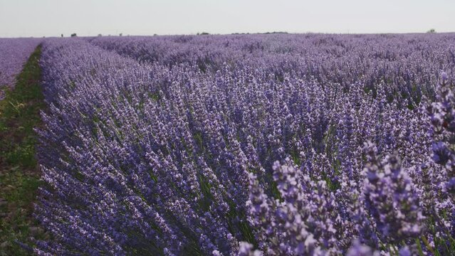 Blooming lavender fields with blue lavender flowers in summer Spain. Farm for the production of lavender oil.