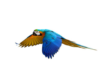 Colorful flying parrot isolated on transparent background png file