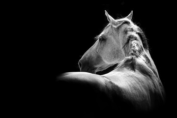 Beautiful white stallion with black background in fine art with copy space