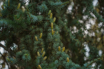 Cedar tree. Cedrus deodara (Himalayan cedar)