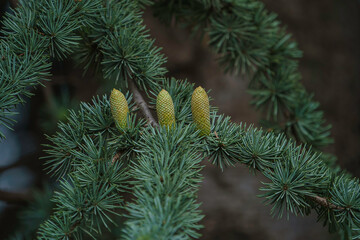 Cedar tree. Cedrus deodara (Himalayan cedar)