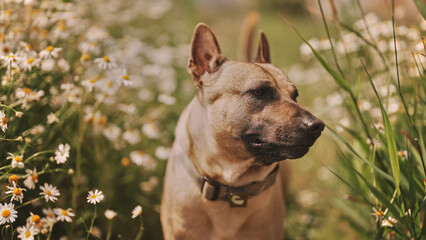 Thai Ridgeback dog portrait on a sunny summer day against the background of flowers