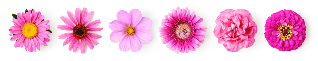 Pink flowers creative banner. Gerbera, echinacea, aster, zinnia, cosmos and rose head isolated. - obrazy, fototapety, plakaty