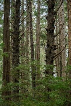 Tlingit totem poles and lush woods tree nature landscape scenery in Sitka Historical Park hiking trails with creeks, green bushes and vegetation in magic fairytale environment Baranof Island