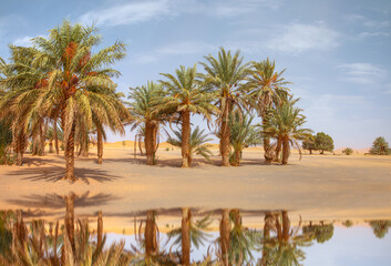 Landscape with palm trees in a desert with sand dunes - General view of the Merzouga hotels...